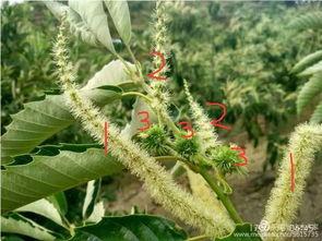 崩铁藿藿最新爆料,揭秘游戏背后不为人知的秘密